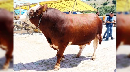 Şampiyon otomobil parasına gitti