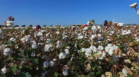 Sıcağa dayanıklı yerli pamuk geliştiriliyor