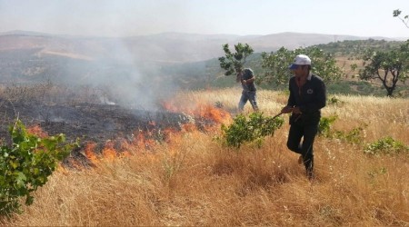 Siirt'te ağaçlık alanda yangın: Fıstık ağaçları zarar gördü