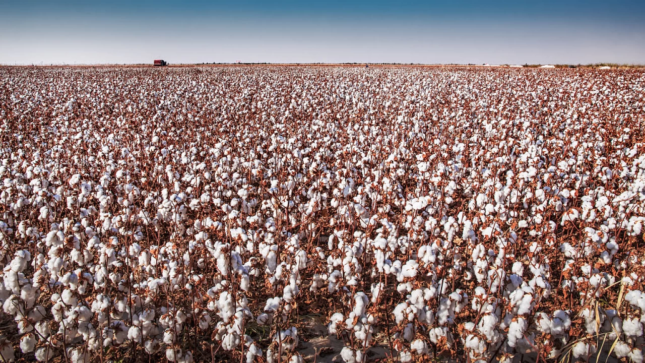 Sincan'da pamuk rekoltesi 5 milyon tonu geçti