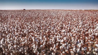 Sincan'da pamuk rekoltesi 5 milyon tonu geçti