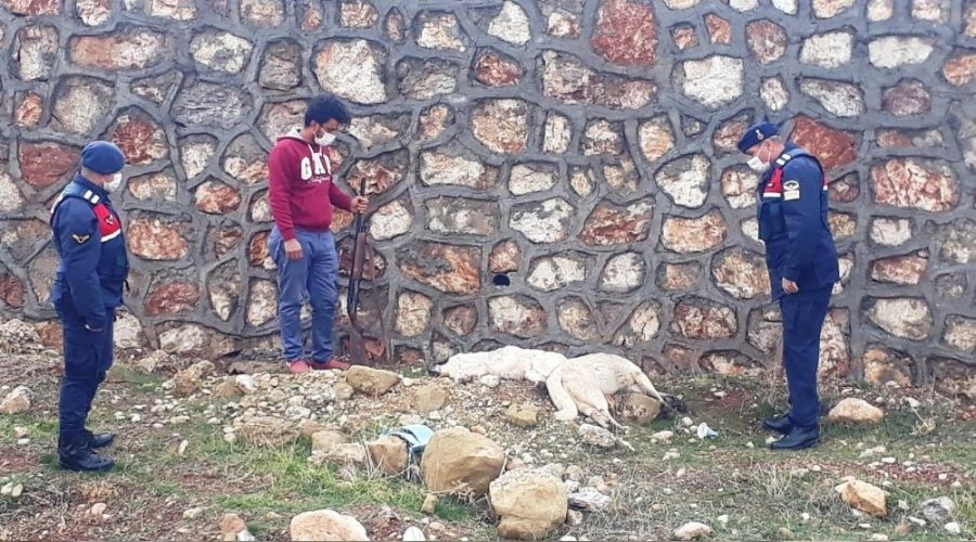 Sokak köpeklerini öldüren kişi yakalandı