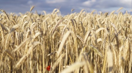 ‘Tamah her zilletin anahtarıdır’
