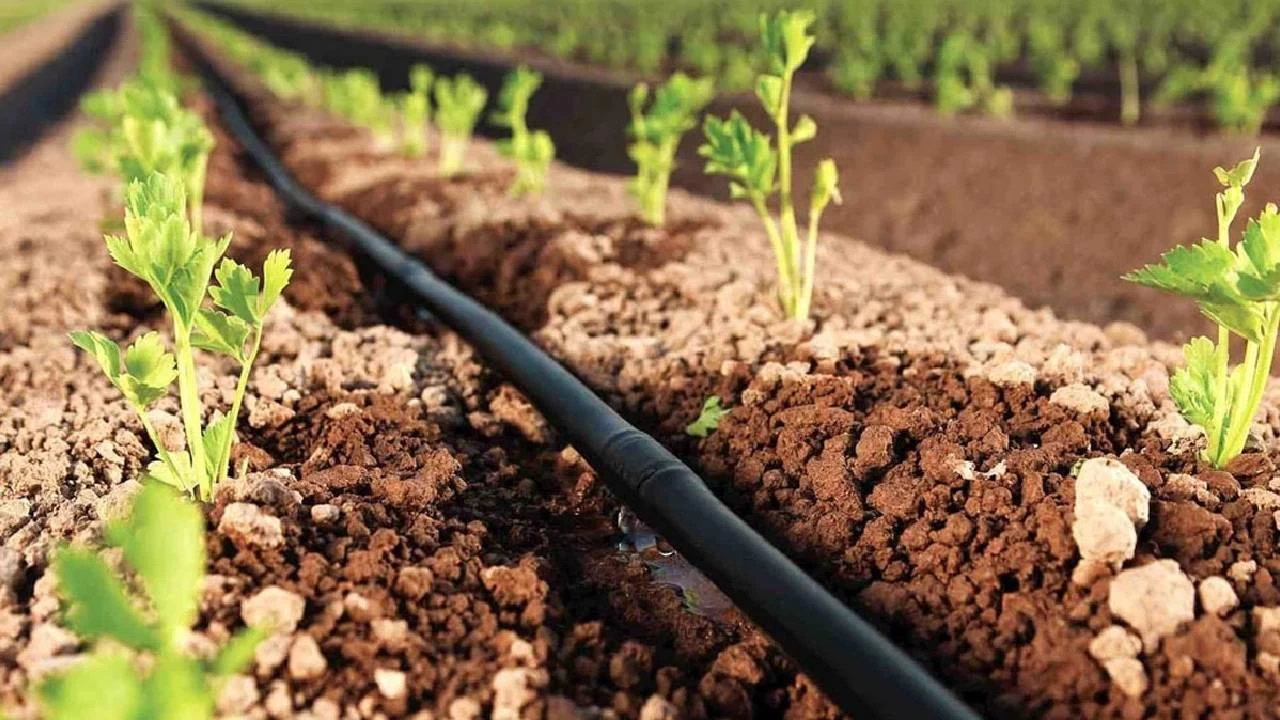 Tarımda etkili sulama teknikleri çok önemli