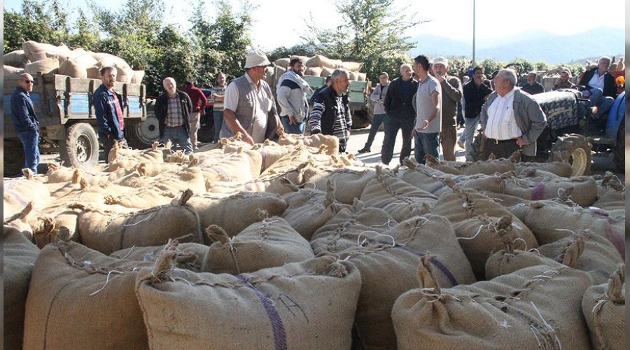 TMO 2 bin ton fındık aldı