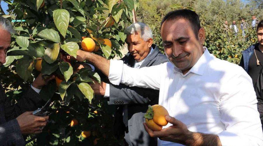 Toroslar'da Trabzon hurmasının ilk hasadı yapıldı