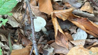 Uzmanından mantar uyarısı: "Hepsi risk içeriyor"