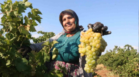 Üzümün tarla fiyatı 12 TL