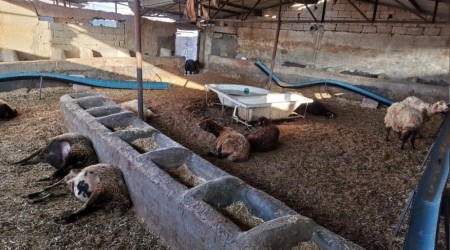 Vahşi hayvanlar 40 koyunu telef etti