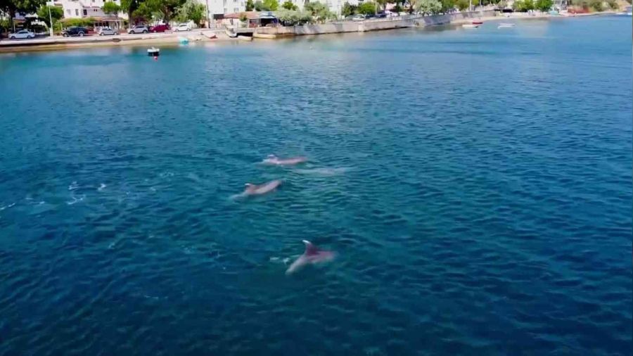 Yunuslardan Gemlik Körfezi'nde görsel şölen