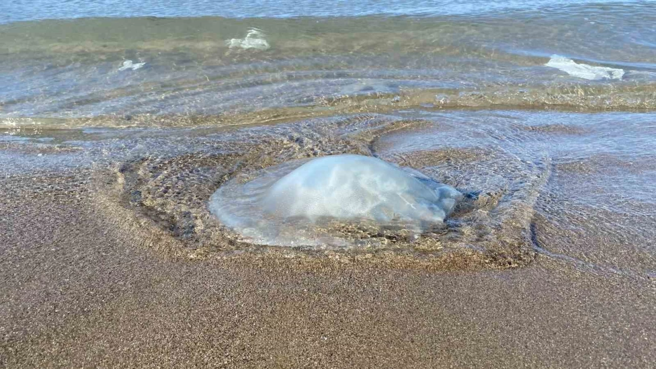 'Zehirli denizanasına dokunmayın'