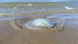 'Zehirli denizanasına dokunmayın'