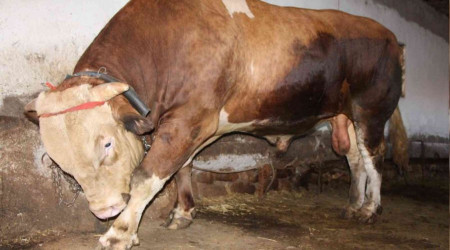 1,3 tonluk kurbanlık boğa 80 bin liradan satışa çıktı