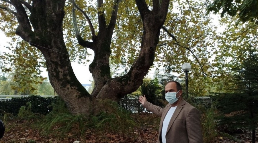 500 yıllık anıt ağaçlara gözü gibi bakıyor