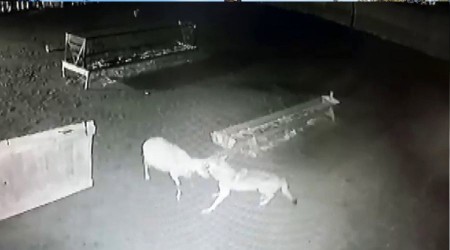 Ağıla giren kurtlar koyunu boğarak yedi