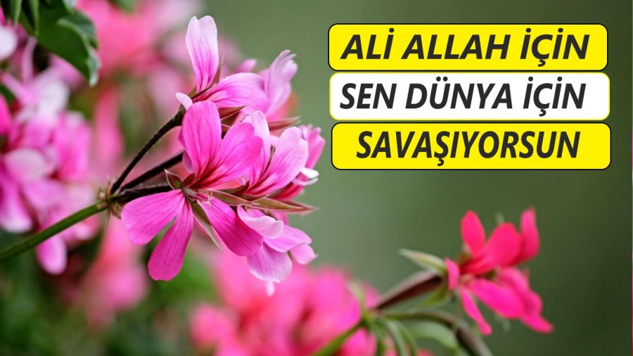 Ali Allah iin, sen dnya iin savayorsun 