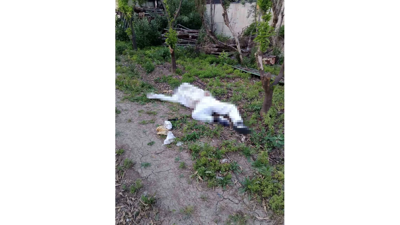 Arı sokması sonucu hayatını kaybetti