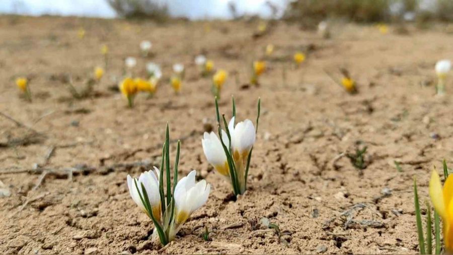 Bahar geldi doğa canlandı