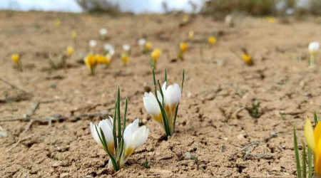 Bahar geldi doğa canlandı