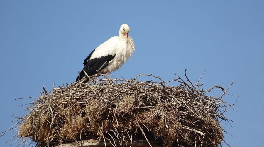 Baharın habercisi yuvasına döndü