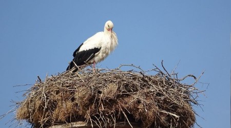 Baharın habercisi yuvasına döndü