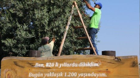 Bin 200 yaşındaki ağaçtan kasa kasa zeytin