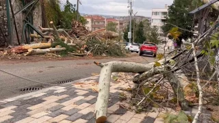 Bursa'da iddetli rzgar 250 yllk nar devirdi