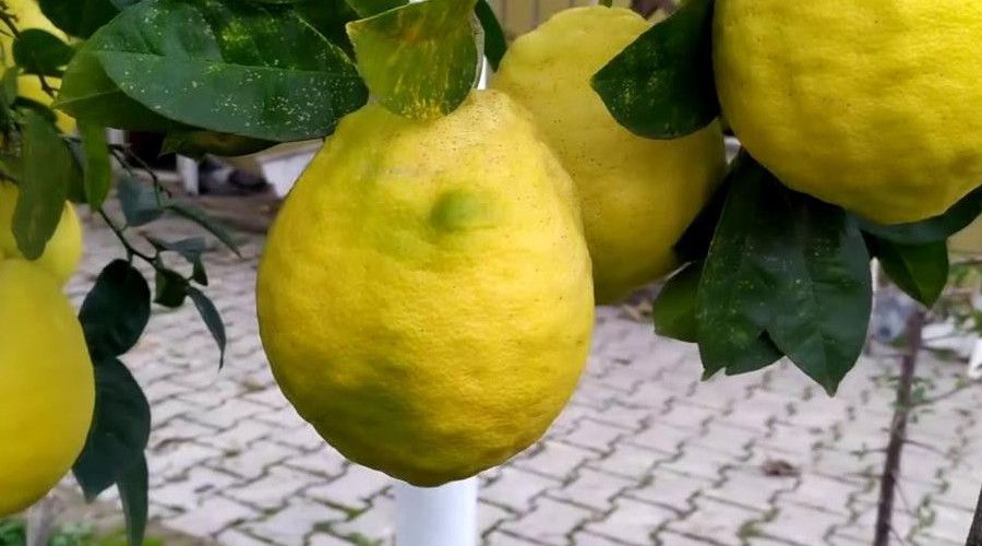 C vitamini deposu Limonun fiyatı düştü