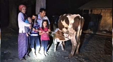 Çalınan inekler sahiplerine kavuştu