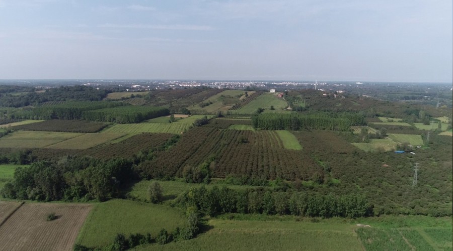 Çarşamba Ovası ‘orman’laşıyor!