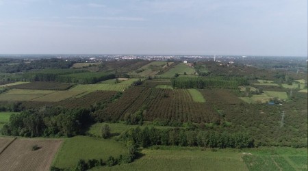 Çarşamba Ovası ‘orman’laşıyor!