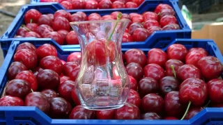 Çay bardağına sığmayan kirazın hasadına başlandı