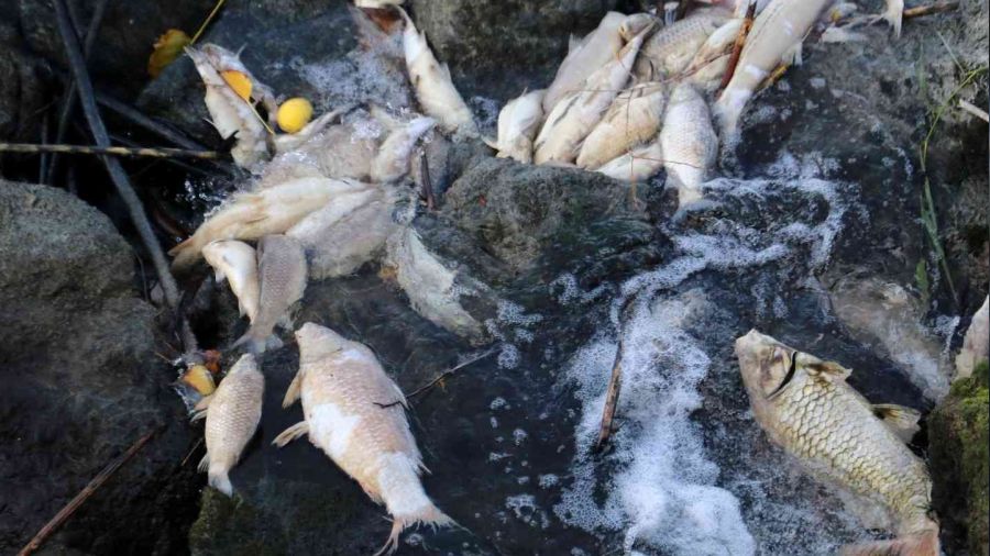 Ceyhan Nehri'nde balk lmleri: Binlerce baln lm nedeni aratrlyor