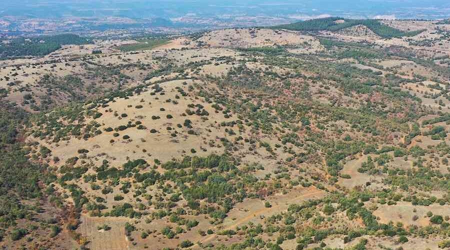 Denizli'ye ikinci bal ormanı geliyor