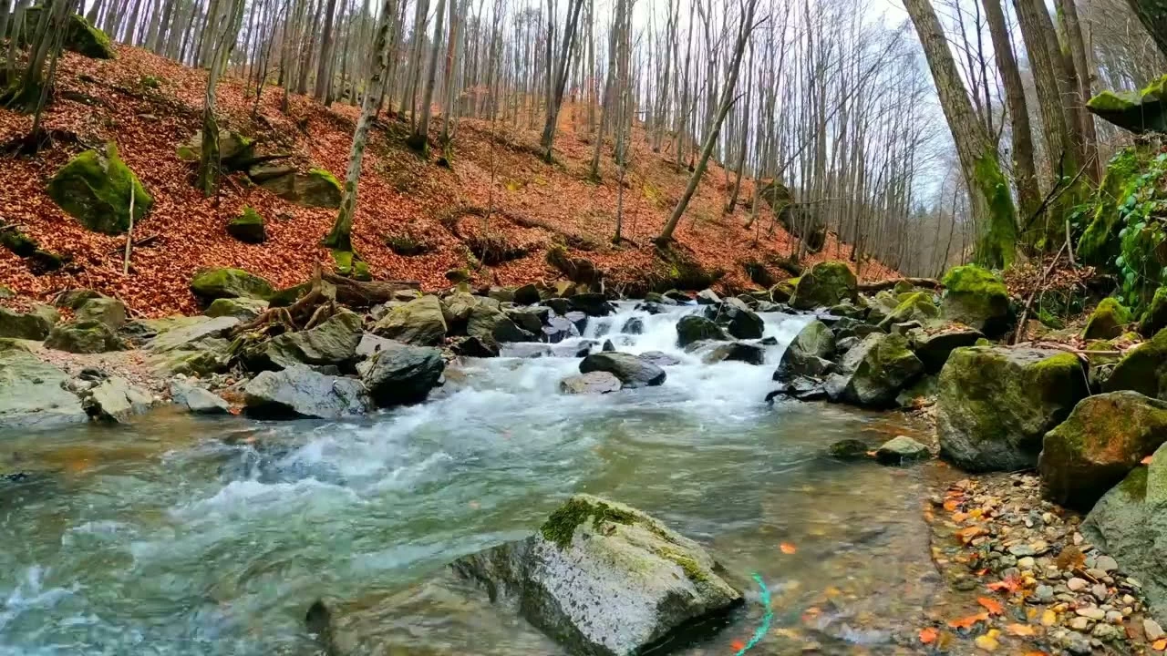 Doğanın melodisi şifanın anahtarı