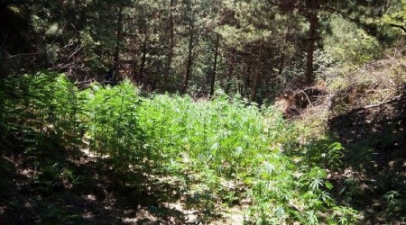 Elazığ'da uyuşturucu tarlasına operasyon