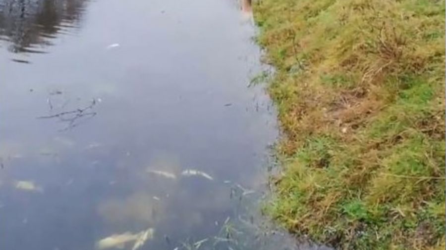 Ergene'de derede toplu balık ölümleri endişelendirdi