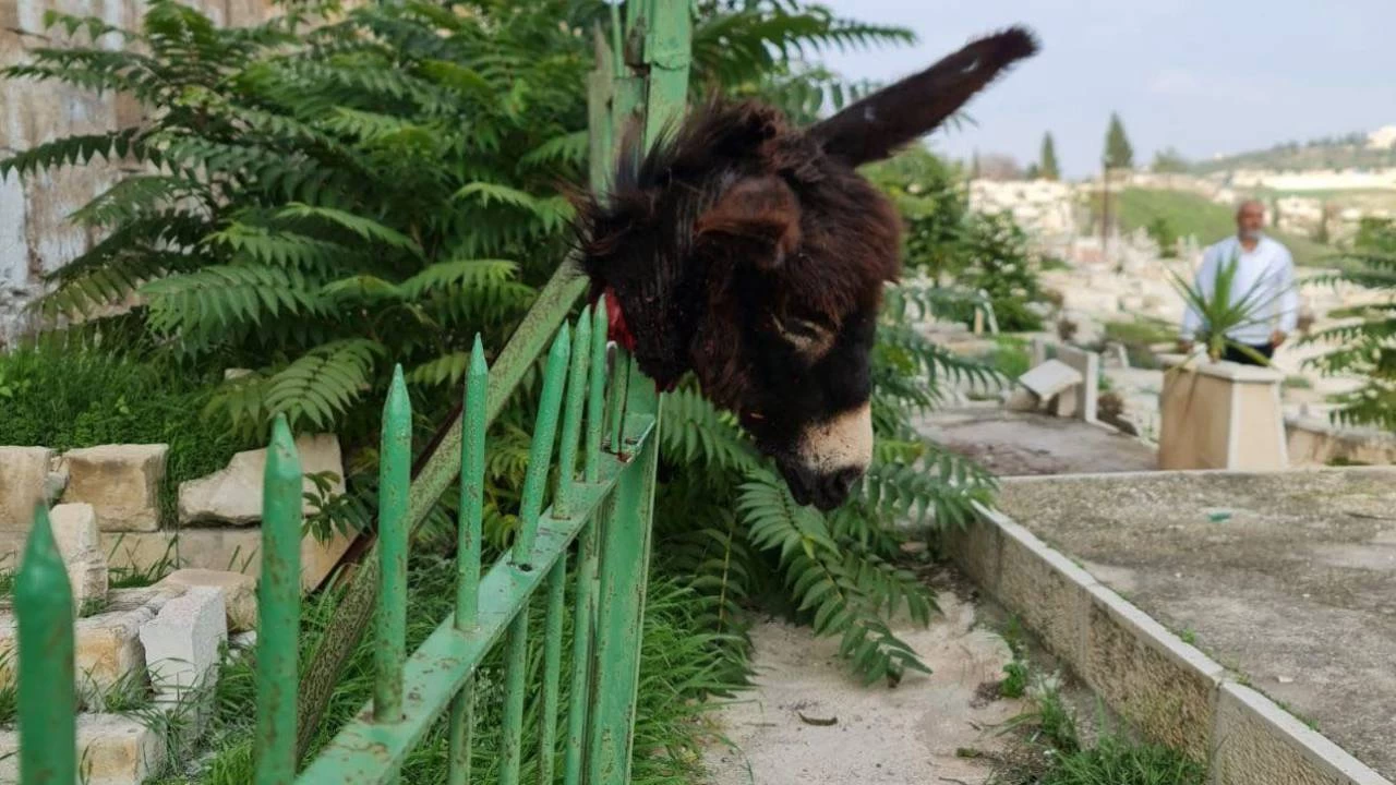 Fanatik bir Yahudi, Mescid-i Aksa yakınındaki Müslüman mezarlığına eşek başı astı