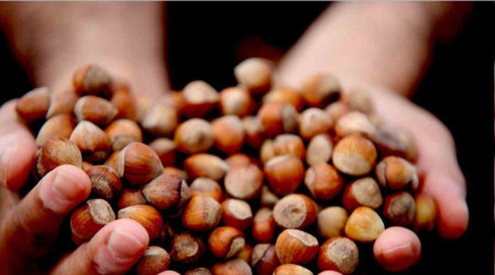 Fındık fiyat istikrarını koruyor