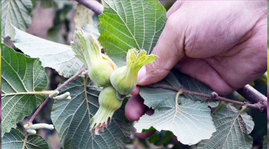 Fındıkta korkutan gelişme