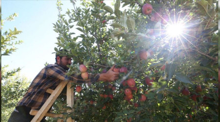 Gelen giden çiftçiyi çarpıyor!