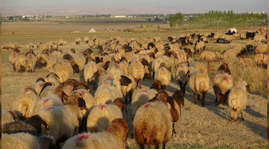 Gerlerin zorlu yolculuu balad