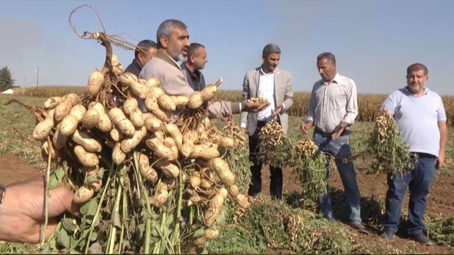 Harran Ovas'nda yer fst bereketi