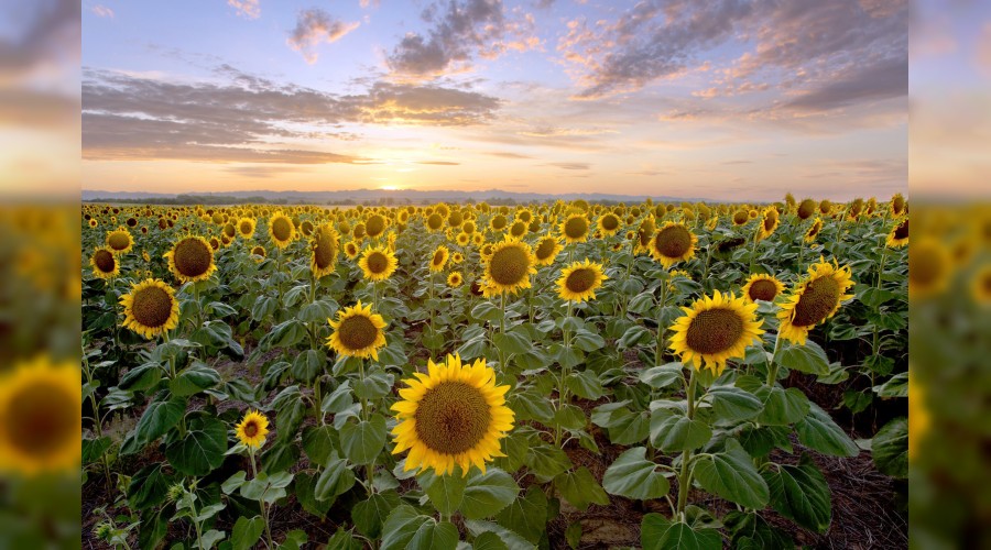 Hikmet ehline hürmet edilir