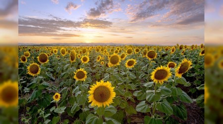 Hikmet ehline hürmet edilir