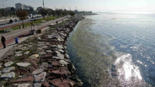 İzmir sahilinde 'yeşil' istila
