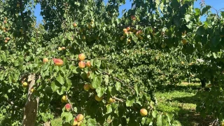 Kağızman'da sarı altın hasadı başladı