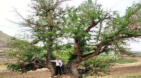 Kahramanmara'taki dut aacnn yan duyanlar inanamyorlar