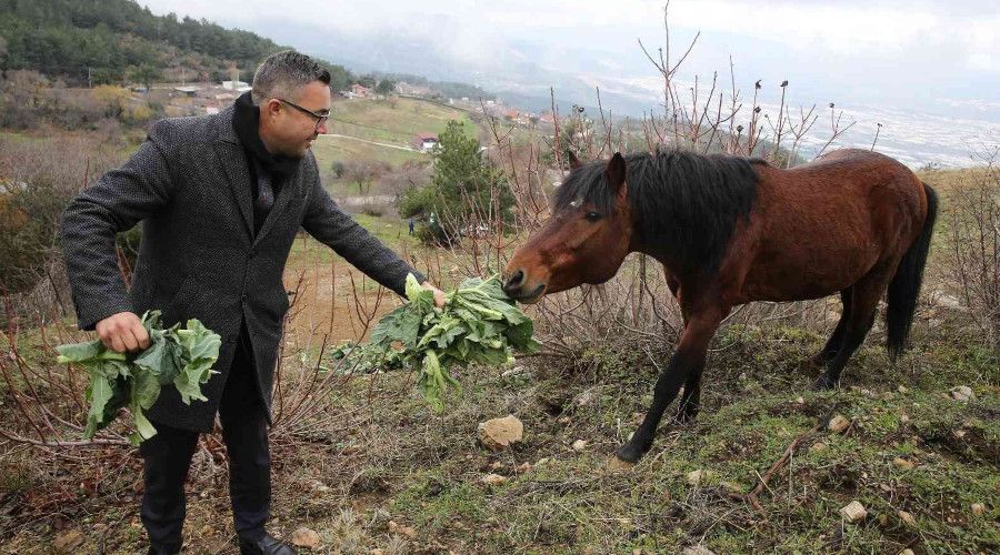 Karla kaplanan Spil'deki yılkı atlarına şefkat eli