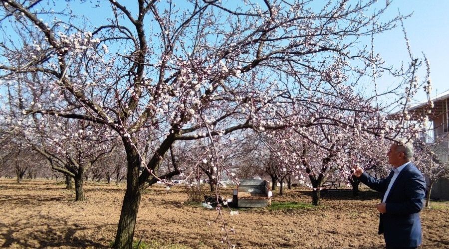 Malatya'da kays aalar iekleri at